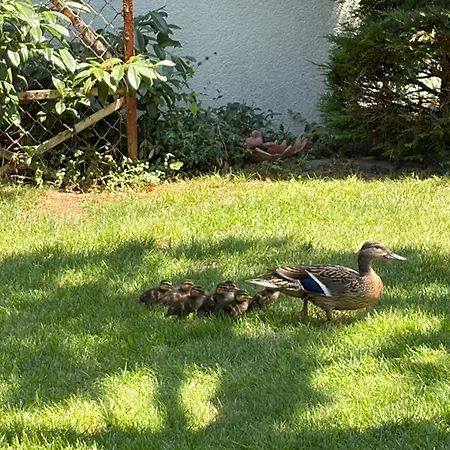 Nyaraló Mit Parkaehnlichem Garten Am Feldrand *